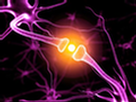 Нейрональных и синаптических обрезку