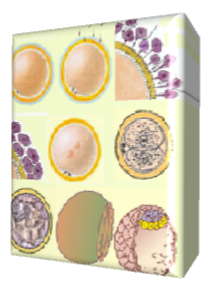 OЯйцеклетки, ооцитов 1 и 2 морулы, бластоцисты
